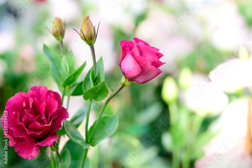 Pink Lisianthus Flowers in The Garden with Copy Space