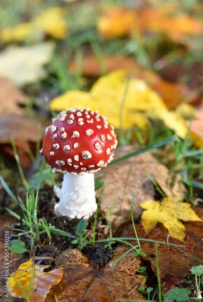 Amanita muscaria fly agaric mushromm and leaves in autumn, close-up Amanita muscaria fly agaric mushromm and leaves in autumn, close-up