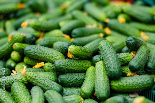 Fresh cucumbers sold in the farmers market in Vilnius