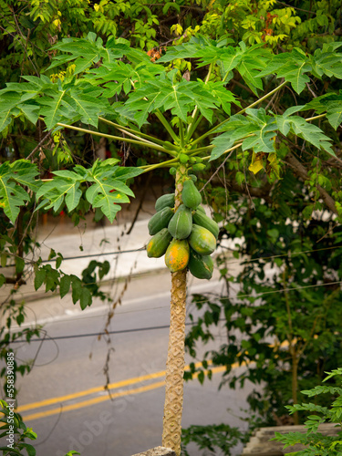 Papaya fruits on the tree in the tropical forest 