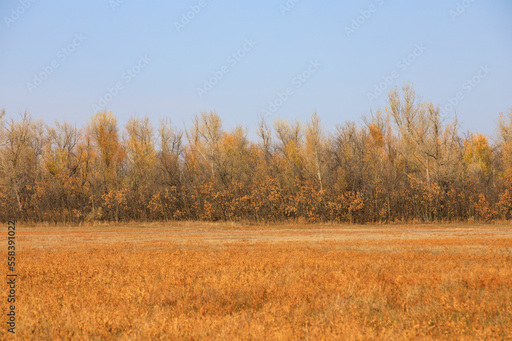 Fototapeta premium Beautiful autumn forest landscape astrakhan region