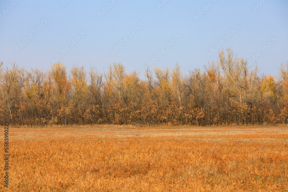 Beautiful autumn forest landscape astrakhan region