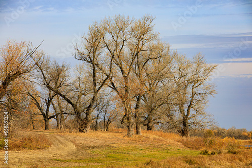 Cuadro en lienzo Beautiful autumn forest landscape astrakhan region