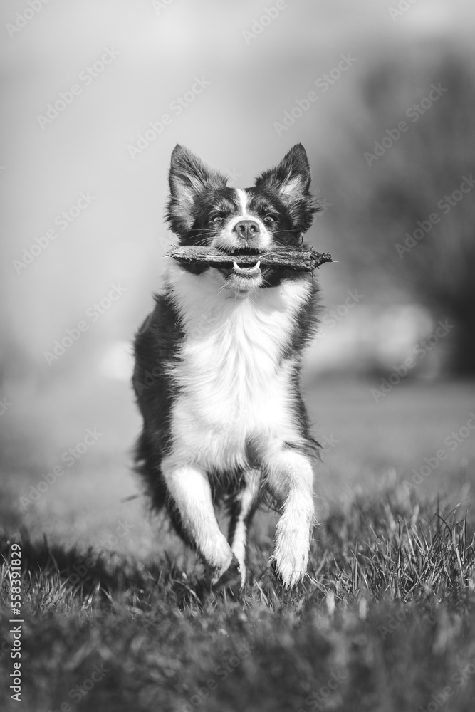 bordercollie