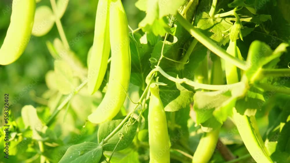 Gardening and agriculture concept. Perfect green fresh ripe organic peas ready to harvesting on branch in garden. Vegan vegetarian home grown food production. Local garden produce clean pea pods Gardening and agriculture concept. Perfect green fresh ripe organic peas ready to harvesting on branch in garden. Vegan vegetarian home grown food production. Local garden produce clean pea pods