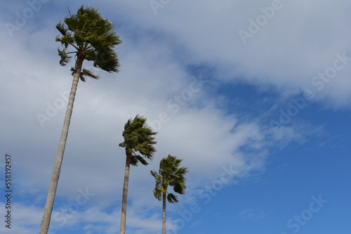 青空と風に揺れるヤシの木