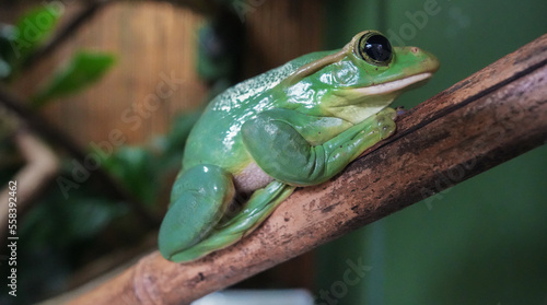 Green tree frog on branch