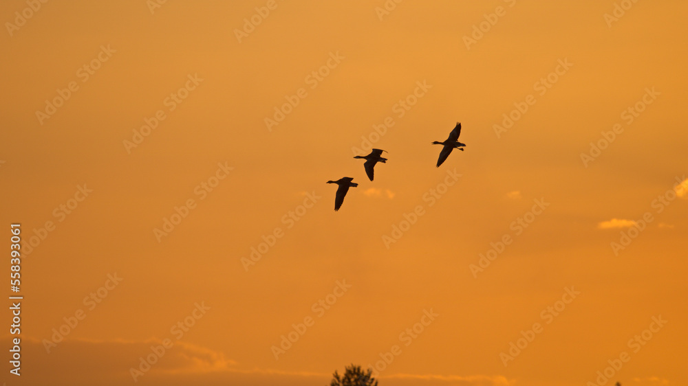 Sunset of flying birds, geese departing with sunset on the background. Greylag gooses flying in the air.	