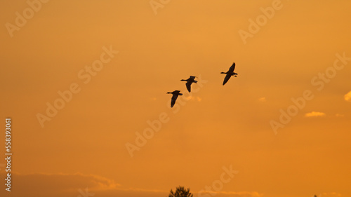 Sunset of flying birds, geese departing with sunset on the background. Greylag gooses flying in the air. 