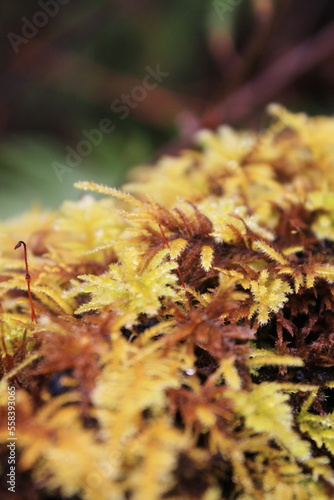 Close-up of weeds in a cold rain forest