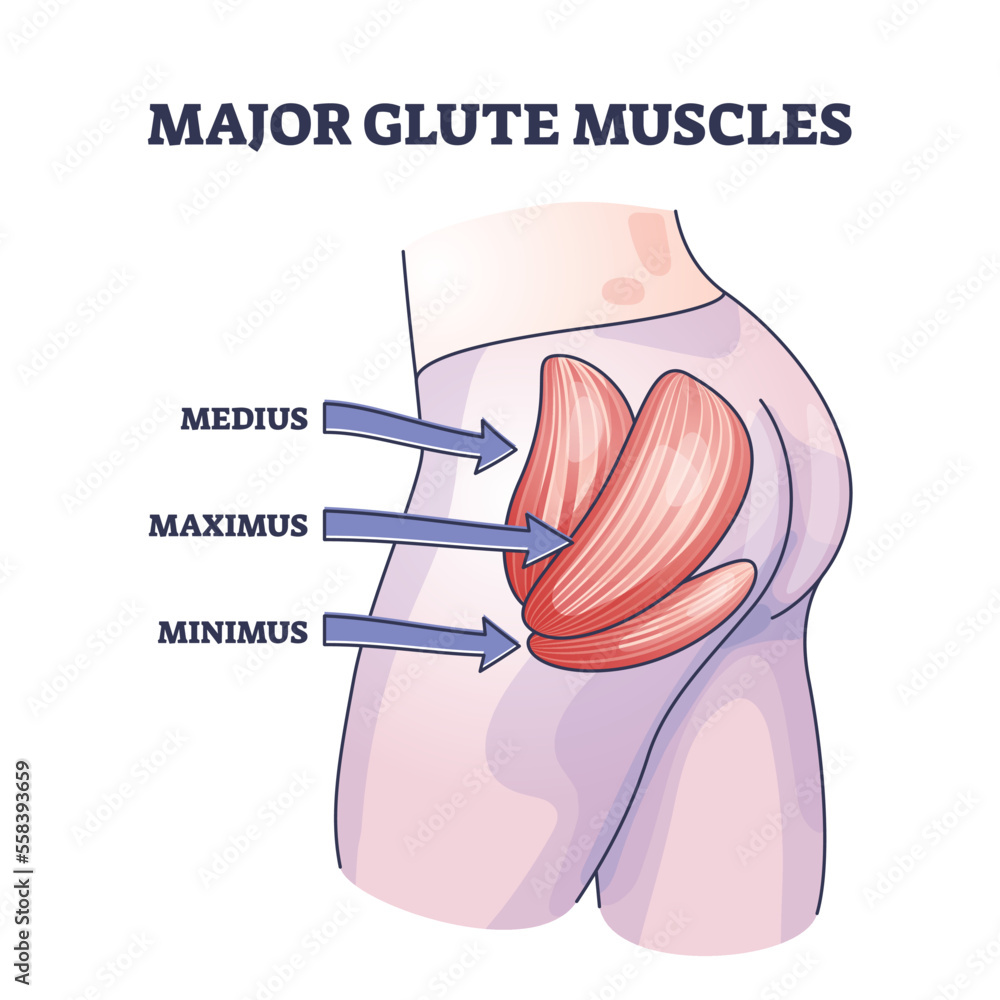 Major glute muscles with medius, maximus and minimus parts outline diagram.  Labeled educational human body buttocks anatomy with medical butt muscular  system parts description vector illustration. Stock Vector