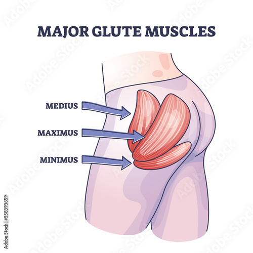 Major glute muscles with medius, maximus and minimus parts outline diagram. Labeled educational human body buttocks anatomy with medical butt muscular system parts description vector illustration.