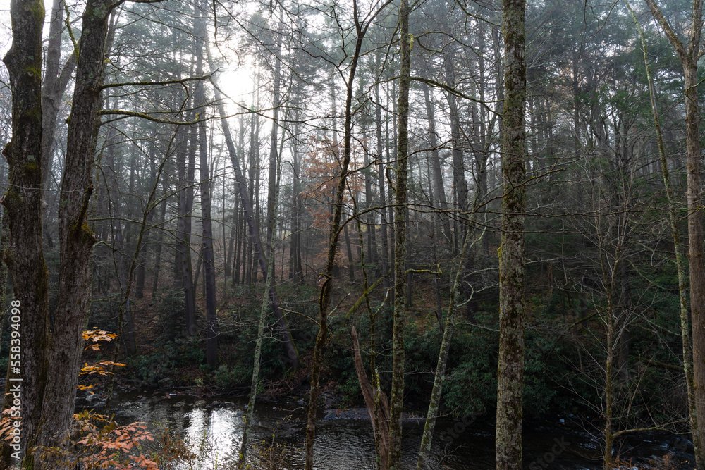 Obraz premium Stream and bare trees in fall winter landscape on a foggy morning, horizontal aspect