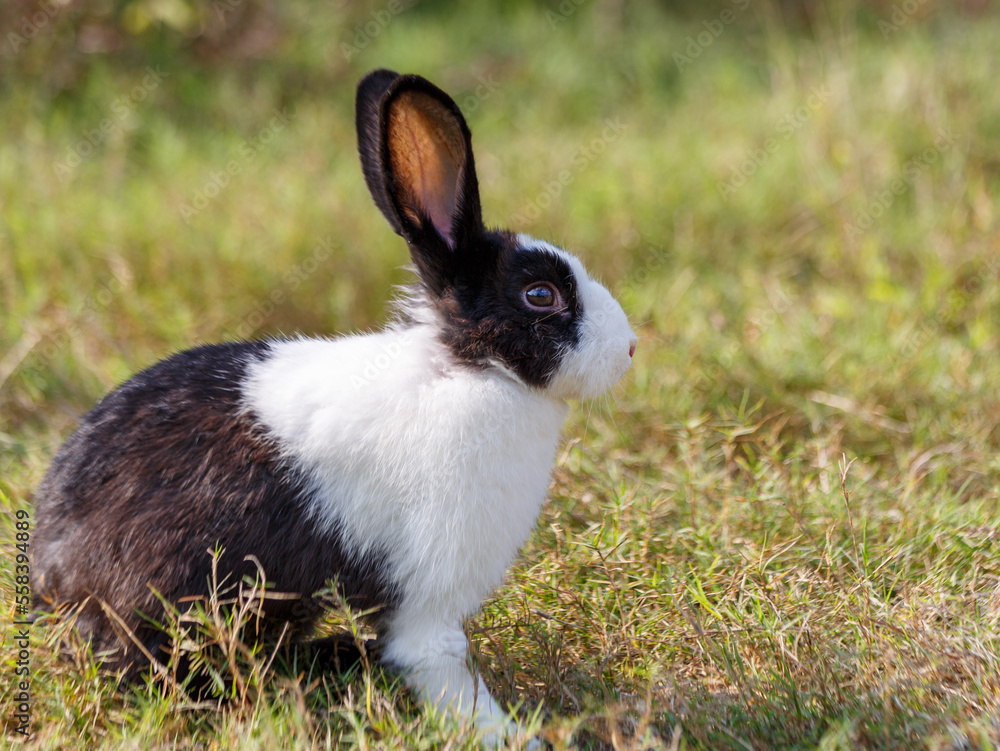 Cute little white rabbit on colorful flowers. On the green grass and nature background, a green garden on a sunny day. Easter animal symbols Cute little white rabbit on colorful flowers. On the green grass and nature background, a green garden on a sunny day. Easter animal symbols
