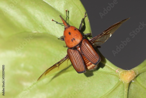 Rhynchophorus ferrugineus also known as red palm weevil, Asian palm weevil or sago palm weevil photo