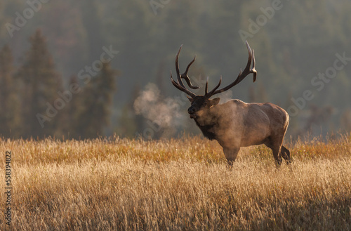 Bull Elk during the rut in the Canadian Rockies © Harry Collins