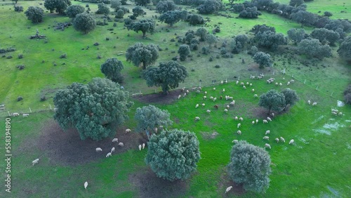 Flock of sheep in the holm oak pasture between Zamayon and Valdelosa. Aerial view from a drone. Charro Field. Salamanca. Castile and Leon. Spain. Europe photo