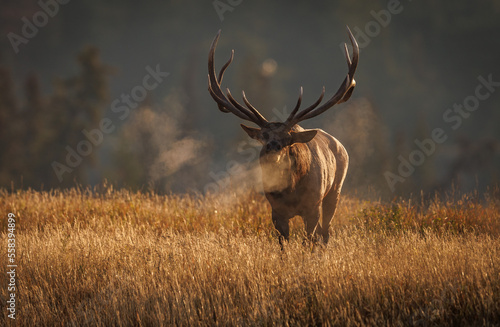 Bull Elk during the rut in the Canadian Rockies © Harry Collins