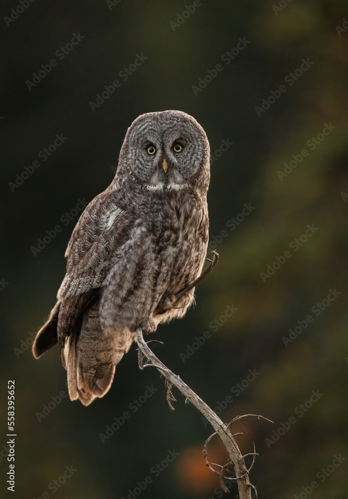 Fototapeta premium A great gray owl in Canada 