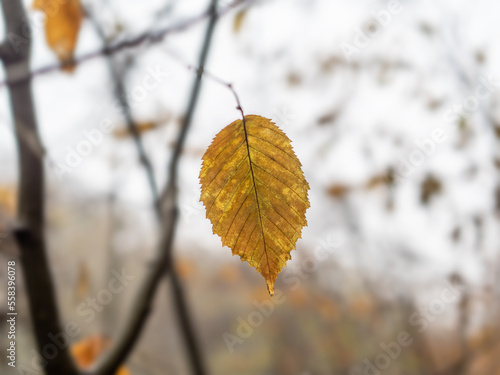 Autumn leaf in the forest