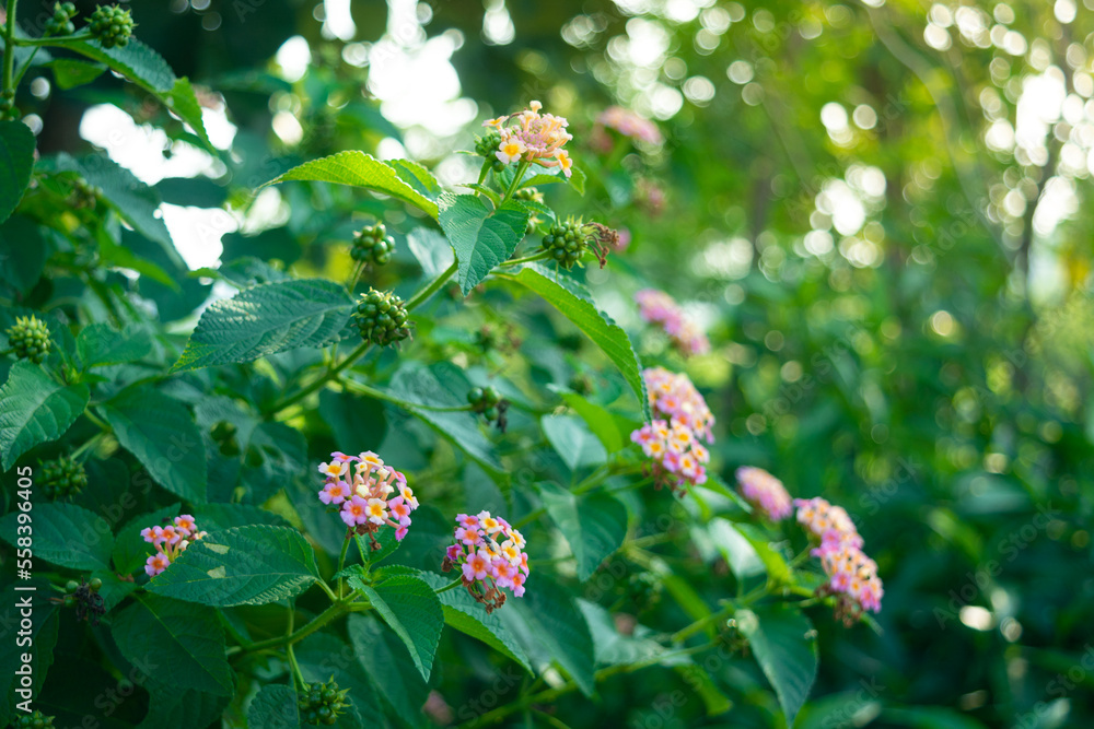 Lantana camara commonly known as west indian lantana Lantana camara commonly known as west indian lantana