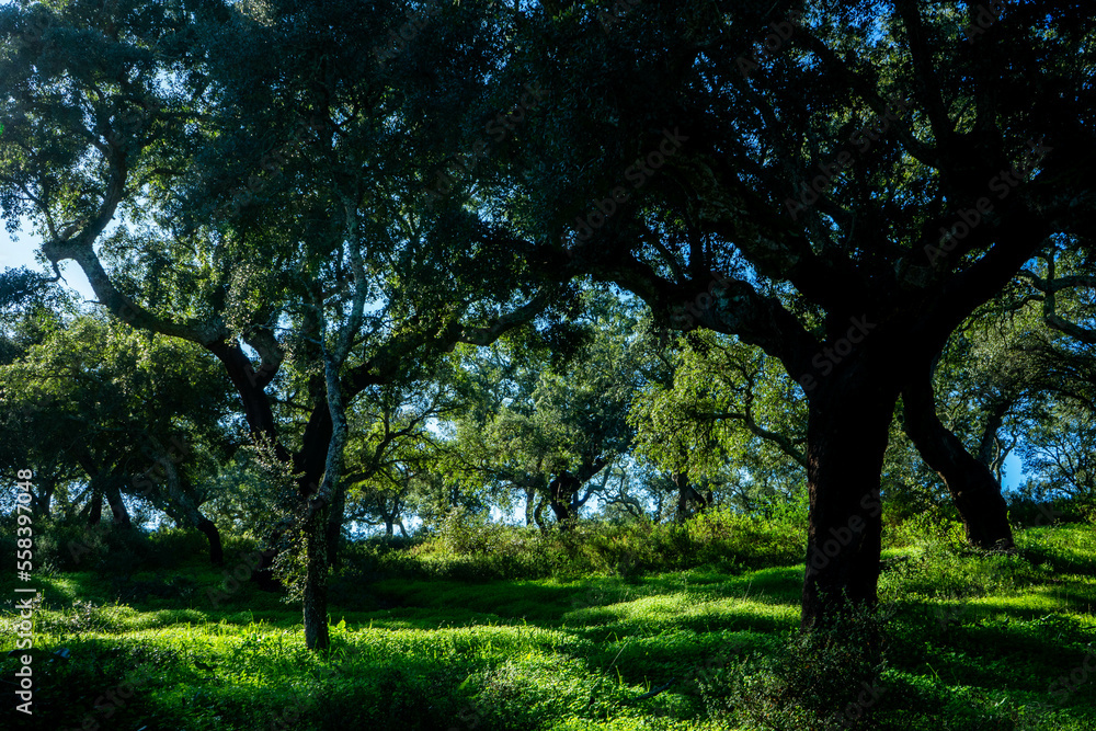 Cork trees enjoying the autumn sun, in an Alentejo countryside full of lush green vegetation Cork trees enjoying the autumn sun, in an Alentejo countryside full of lush green vegetation