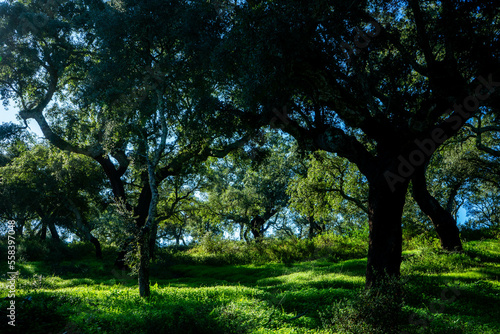 Cork trees enjoying the autumn sun  in an Alentejo countryside full of lush green vegetation