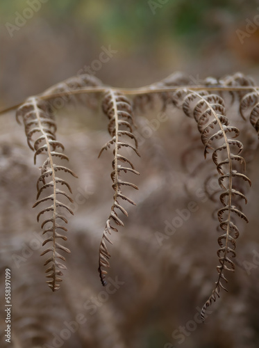 fern leaves in the sunshine © wlad074