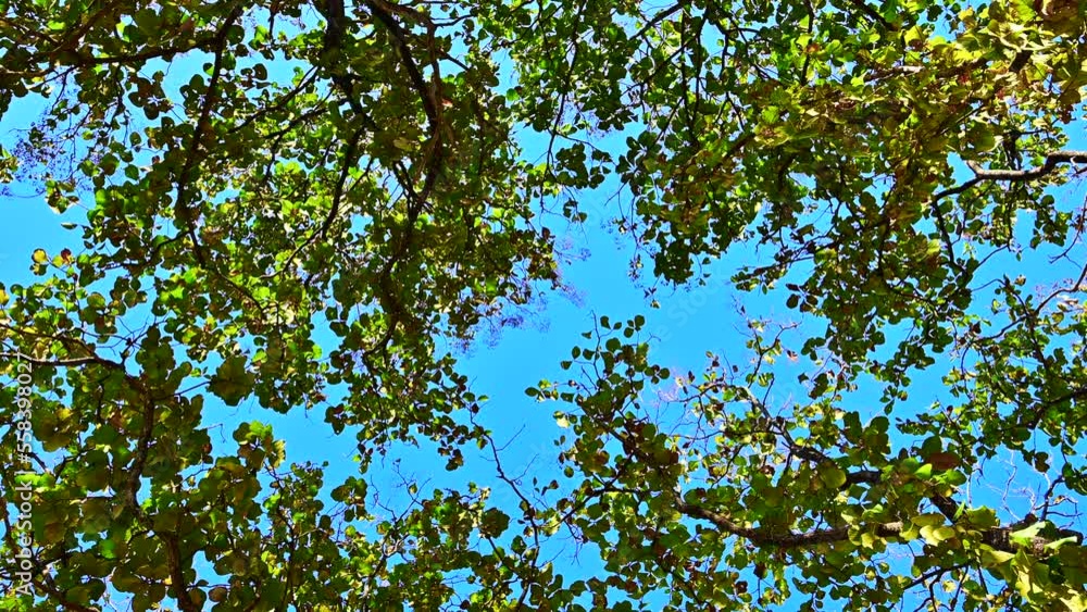 Teak tree tops and blue sky in Chiang Mai province. Teak tree tops and blue sky in Chiang Mai province.