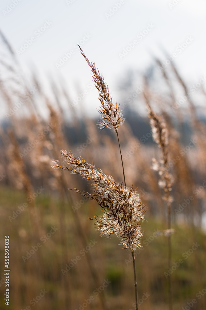 Farn im Wind Farn im Wind
