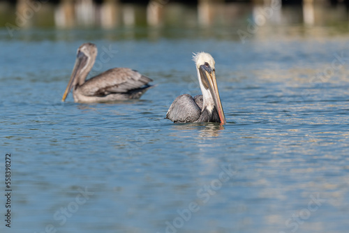 Brown Pelicans (Pelecanus occidentalis) swimming on the ocean surface near the Florida Keys, USA.