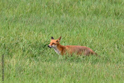 Fototapeta Naklejka Na Ścianę i Meble -  Red fox in tall grass. Looking for food. Genus Vulpes vulpes.