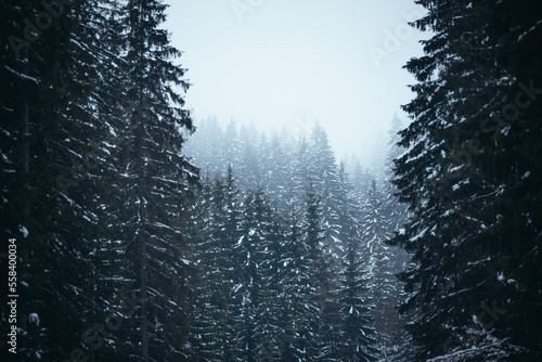 Beautiful winter landscape ...
