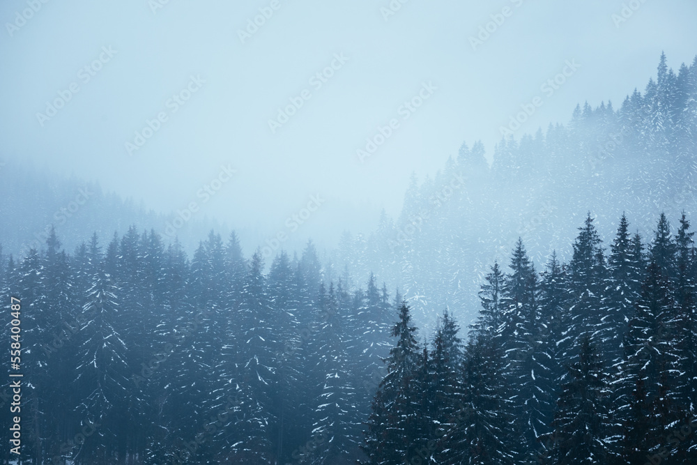 Beautiful winter landscape with snow covered spruce trees