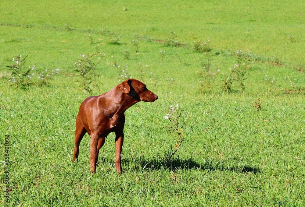 dog in the green field smelling flowers dog in the green field smelling flowers