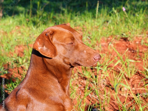 brown dog relaxing in the sun