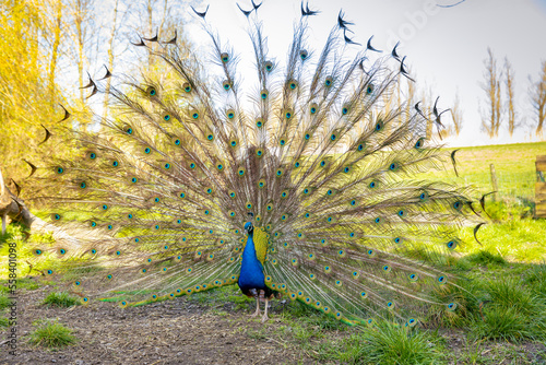 beautiful peackock in full beatiful colors selective focus background blur