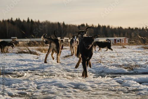 Alaskan husky puppies same litter walk through snow in field on frosty sunny winter day. Young dogs have fun and actively spend time in nature. Sled dog kennel outside. Front view. Run across puddle.