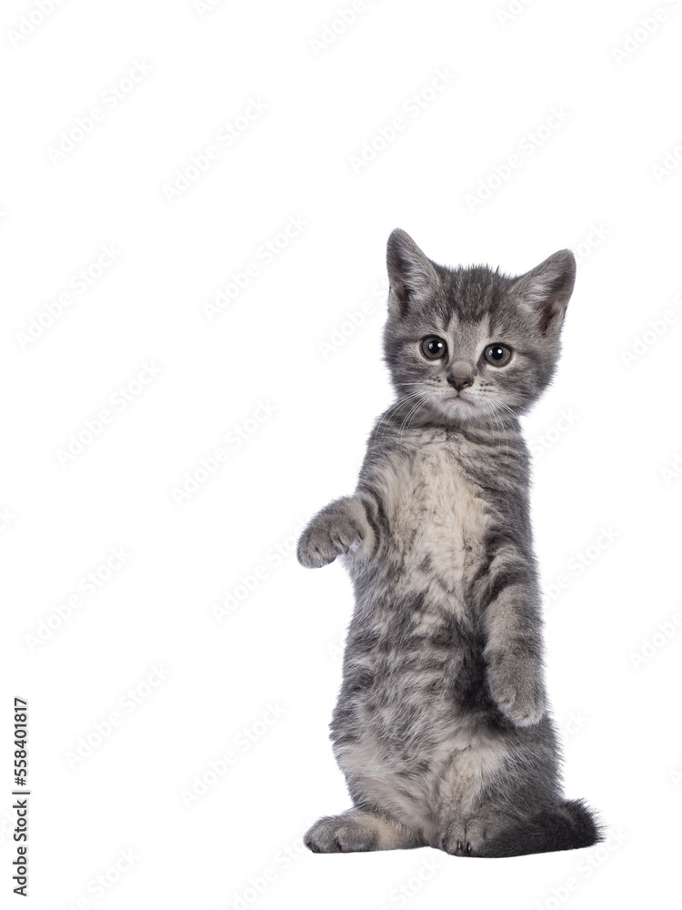 Obraz premium Cute grey farm cat kitten, standing on hind paws like meerkat. Looking towards camera. isolated on white background.
