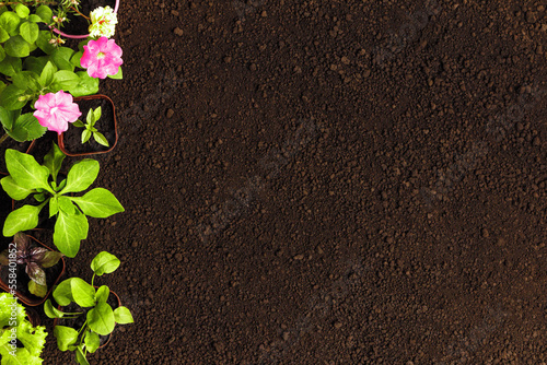 Spring gardening. Plant flowers in pots seedlings on soil. copy space