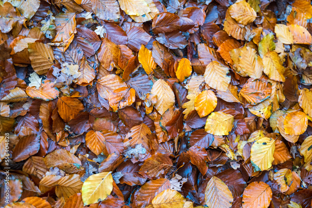 Red, Orange, and Yellow Leaves on the Ground after rain Red, Orange, and Yellow Leaves on the Ground after rain