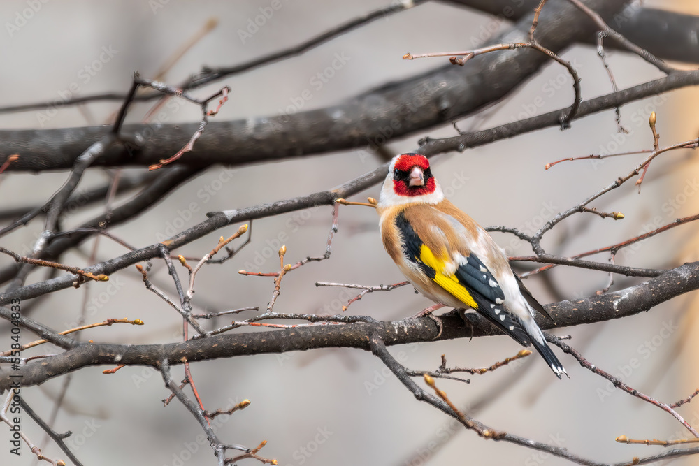Naklejka premium The European goldfinch or simply the goldfinch, Carduelis carduelis, sits on a branch in spring on green background. The European goldfinch in wildlife.