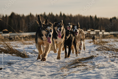 Alaskan husky puppies of same litter walk through snow in field on frosty sunny winter day. Young dogs have fun and actively spend time in nature. Sled dog kennel outside. Front view.
