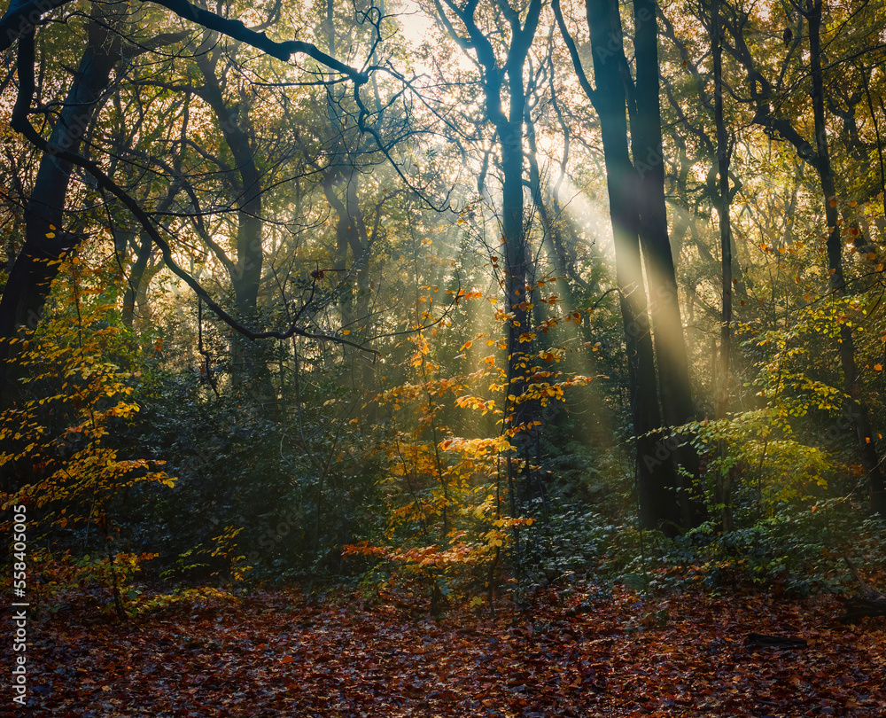 The Enchanting Rays of Sunlight in a Misty Forest