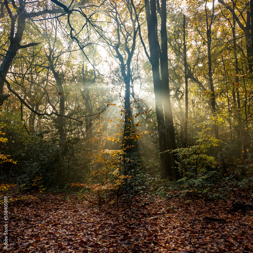 Fototapeta Naklejka Na Ścianę i Meble -  Sunbeams in the Misty Woods
