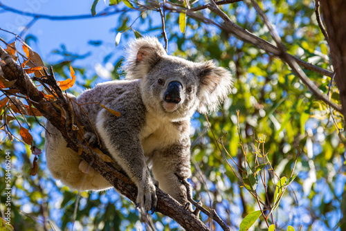 Beautiful capture of cute wild koala bear sitting on the eucalyptus tree in Magnetic Island, Queensland Australia