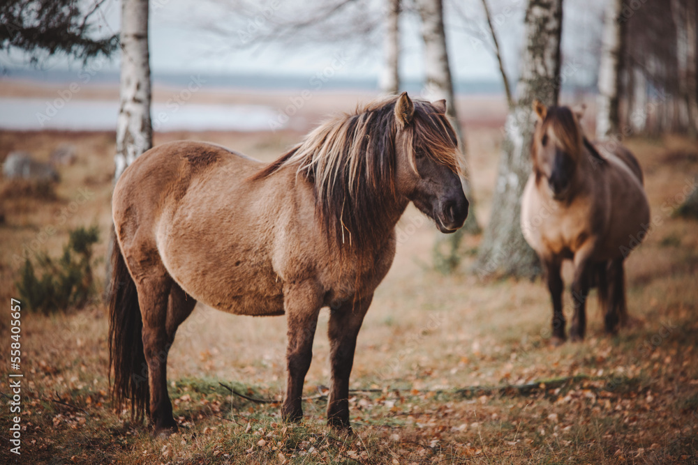 Fototapeta premium Konik horse in the meadow