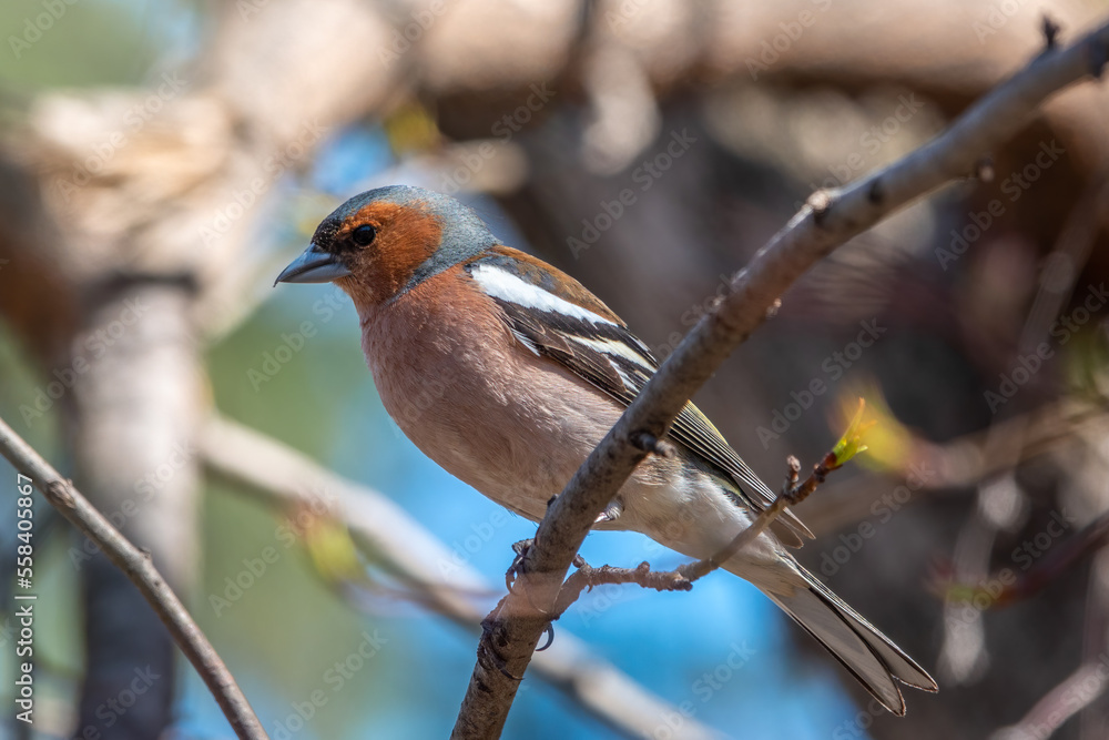 Common chaffinch, Fringilla coelebs, sits on a tree. Common chaffinch in wildlife. Common chaffinch, Fringilla coelebs, sits on a tree. Common chaffinch in wildlife.