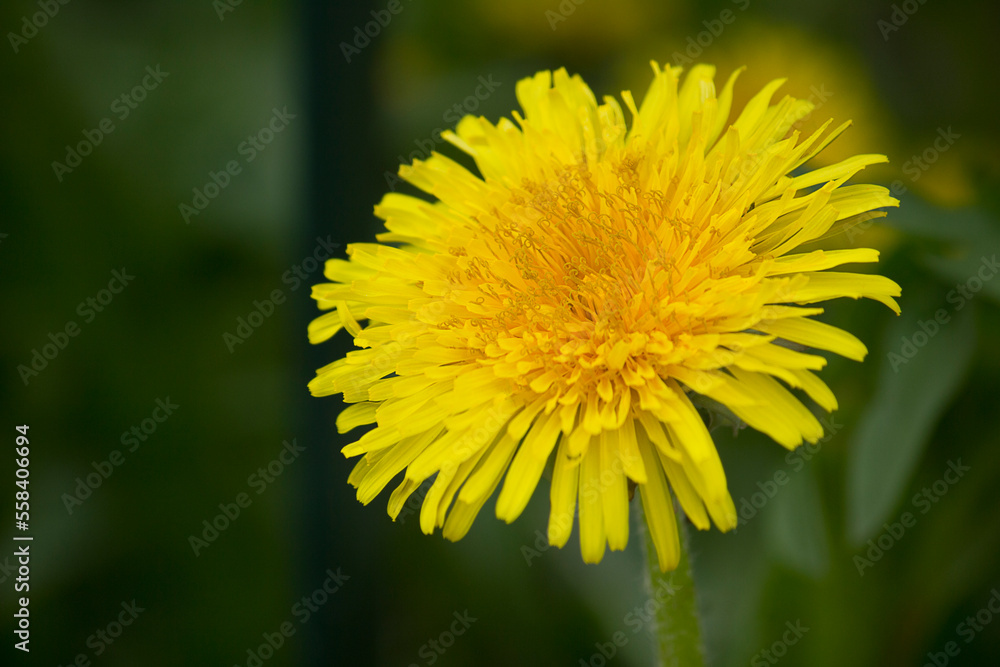 A yellow dandelion flower close-up against the green grass A yellow dandelion flower close-up against the green grass