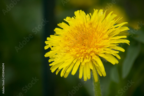 A yellow dandelion flower close-up against the green grass